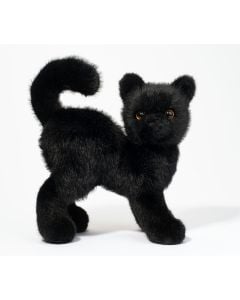 Scaredy Black Cat